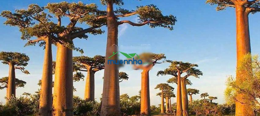 Vinhomes hóc môn - sài gòn park: đón đầu quy hoạch, mở bán đợt 1 giá tốt - 2