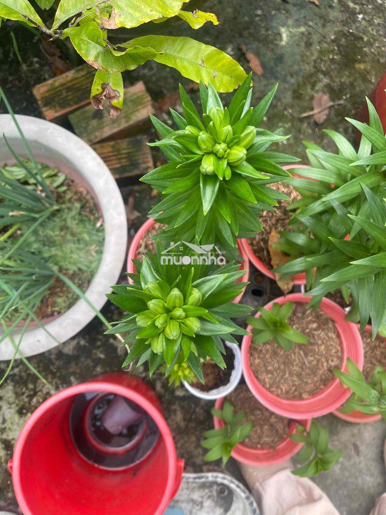 Nhà cần cho thuê giá sinh viên - 3