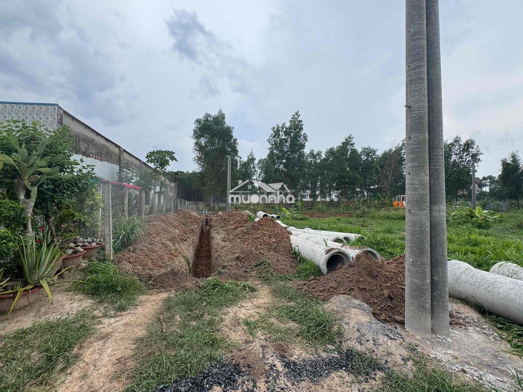 Giá đầu tư gia đoạn 1, ngay lavender giá cực tốt - 3