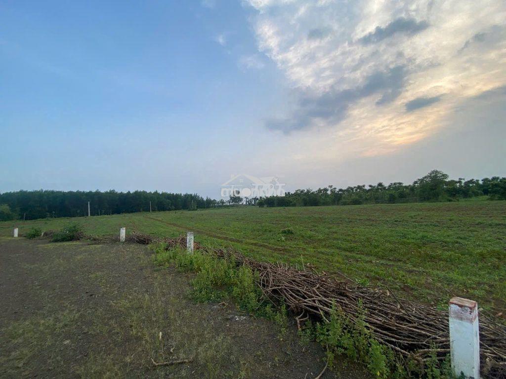 Ngộp, giá cực thấp, bán 8.800 m2 đất xã bình trung, châu đức, brvt - 4