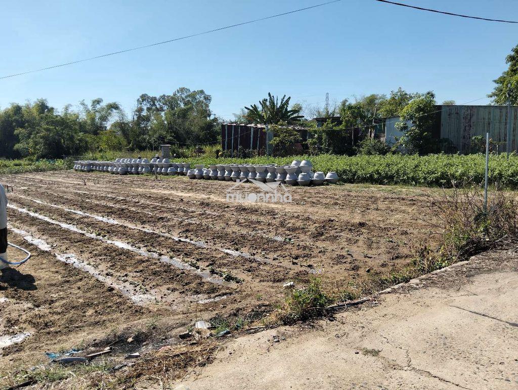 Lô đất sổ hồng đất trồng cây hàng năm. tôn đản. đà nẵng - 2