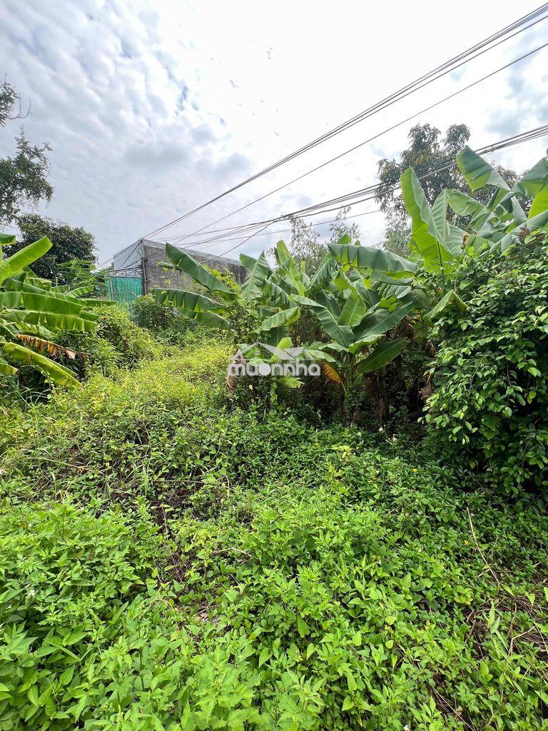 Cần bán 5000m2 đất cln có 200 thổ cư - 4