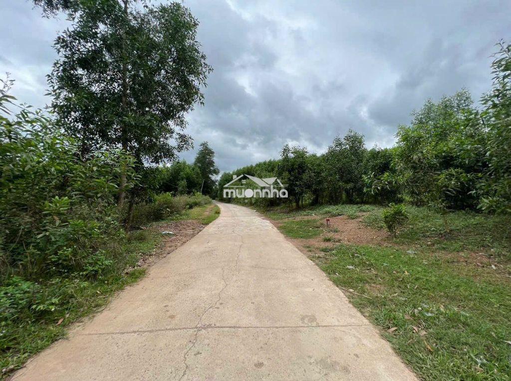 Đất vườn diên xuân ô tô tận nơi, gần khu dân cư,gần chợ - 2