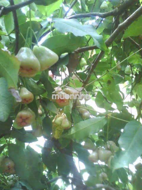 Nhà vườn chuẩn phong thuỷ 107 mét mặt tiền đường nhựa, rộng 10.989 m2