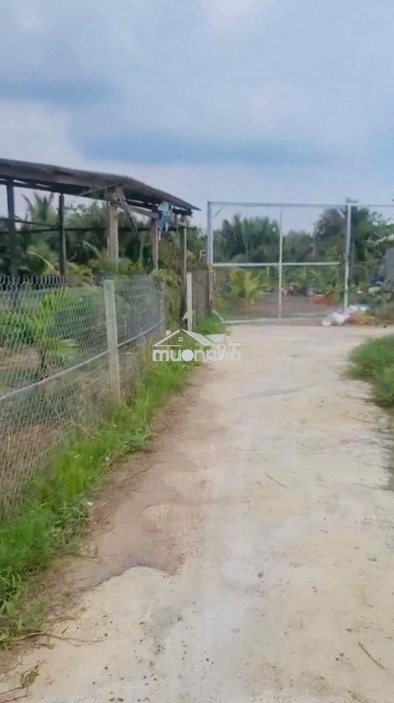 🌿 Bán đất nhà vườn 500m²cần giuộc–gần long hậu, đường ô tô tới tận đất - 4