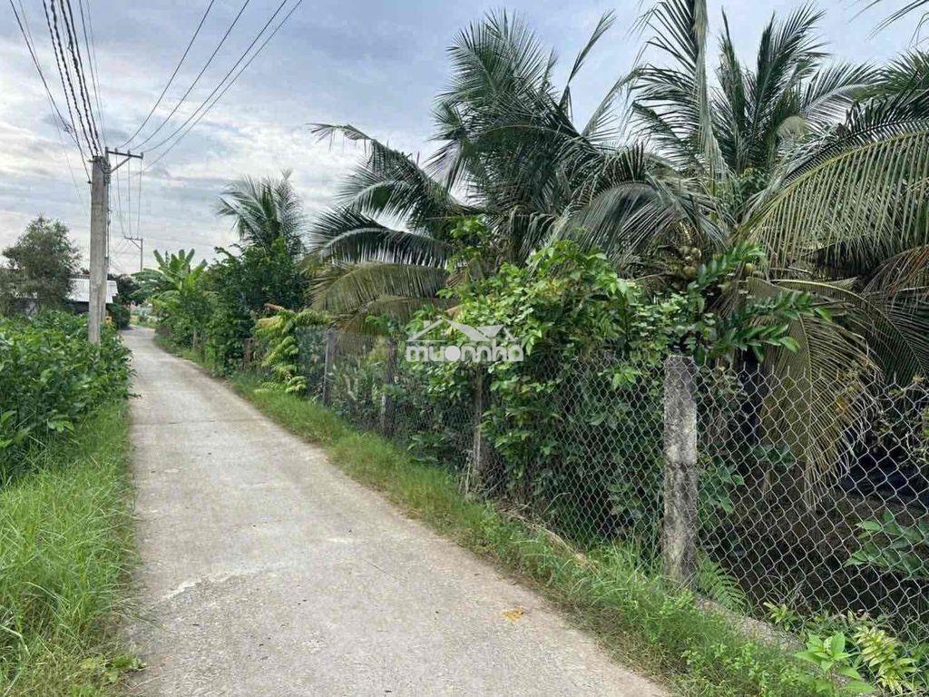 Đất cho chuyển thổ 3mt 1900m2 chỉ 2.25 tỷ vườn dừa tân trụ, long an - 3