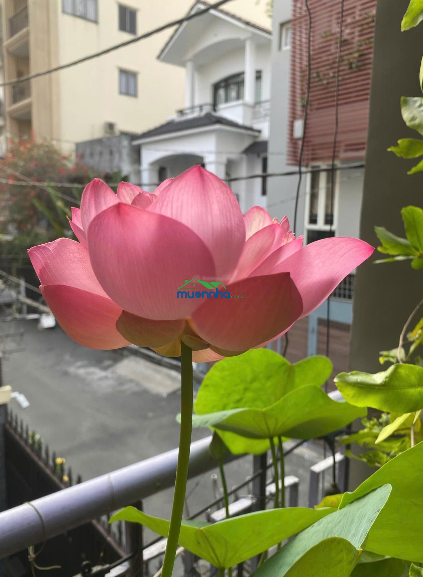 Chính chủ bán nhà hẻm xe hơi 796 trường sa - 796/14 trường sa quận 3 - sát bờ kè