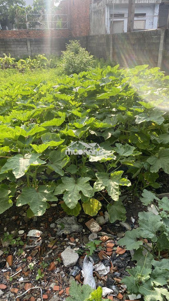 Kẹt tiền bán đất giá rẻ tại tân hiệp hóc môn rộng 250m2 (10x25m) - 3