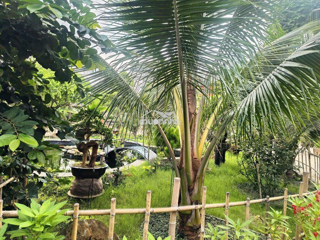 Biệt phủ sân vườn trung tâm tp đồng nai - 2