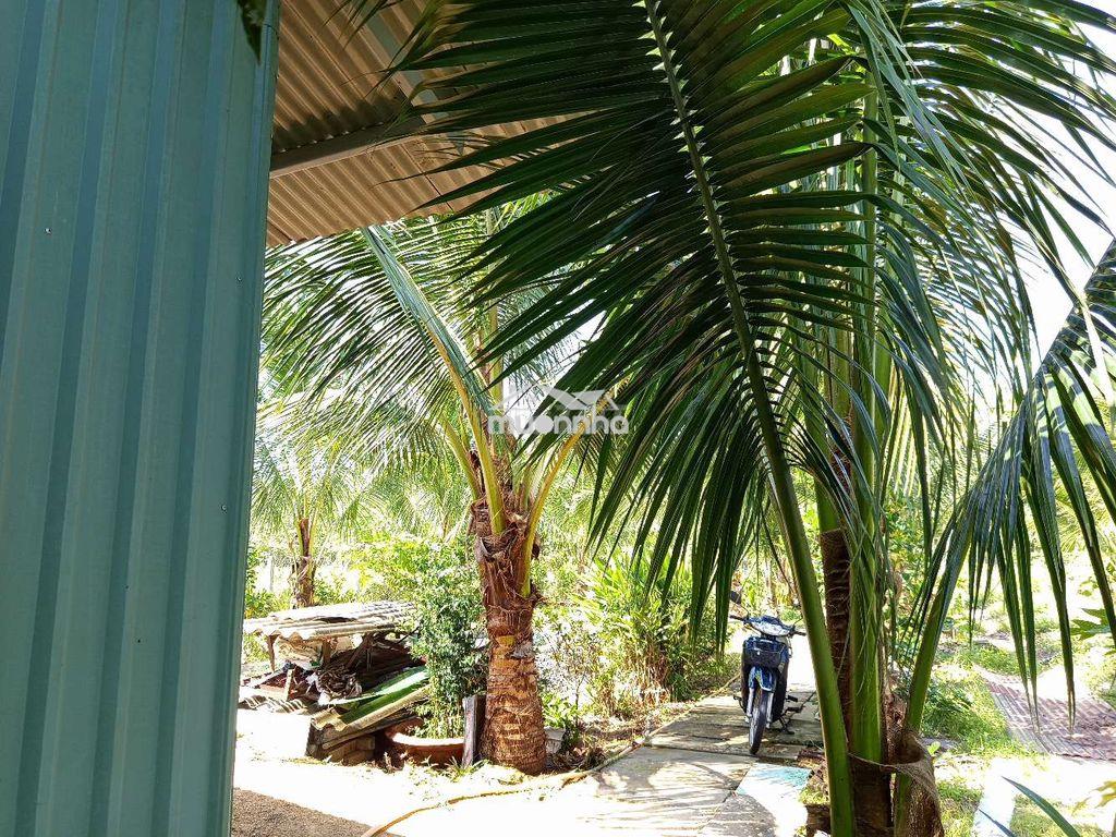 Tôi cần bán mảnh vườn cây ăn trái - 4