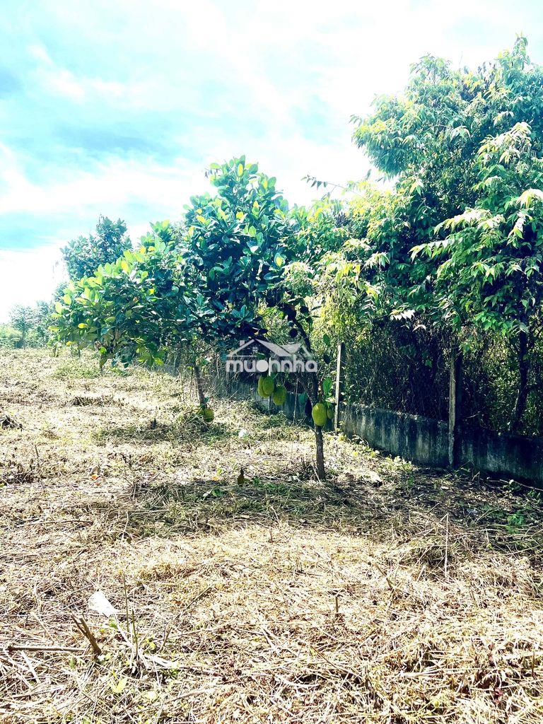 Chính chủ bán lô đất biết thự nhà vườn . thổ cư . sổ riêng . - 2