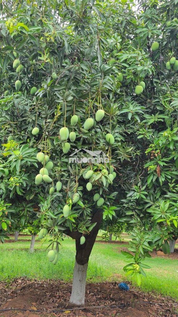 🌿 Chỉ 630 triệu sở hữu ngay 1.155m² đất vườn gần hồ trị an-gần cao tốc