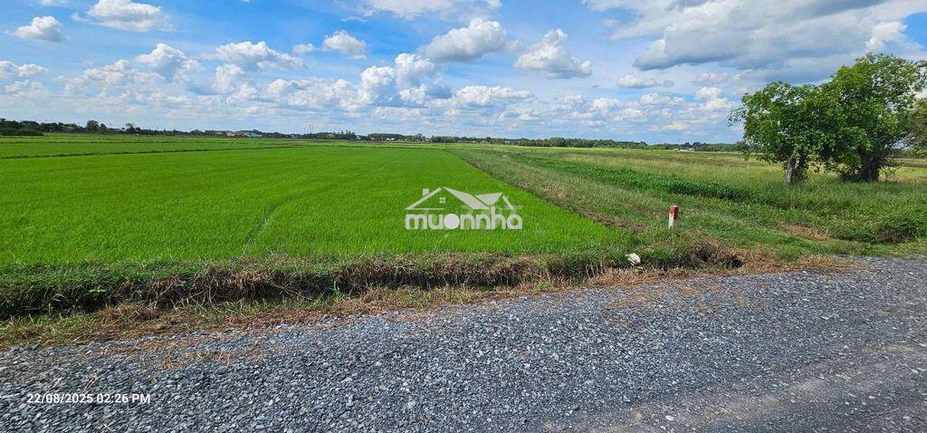 1.1ha lúa - 80m mặt tiền đường nhựa 819 - 3