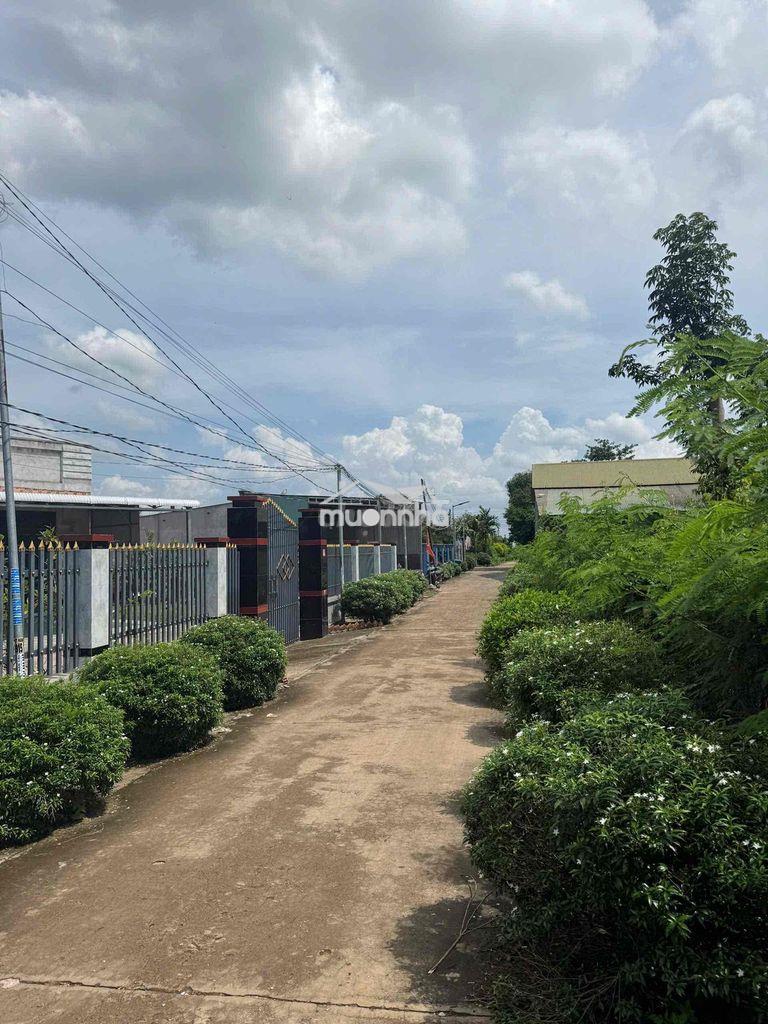 Chủ xả nhanh 1,5 sào phủ hồng-300 tc - 4