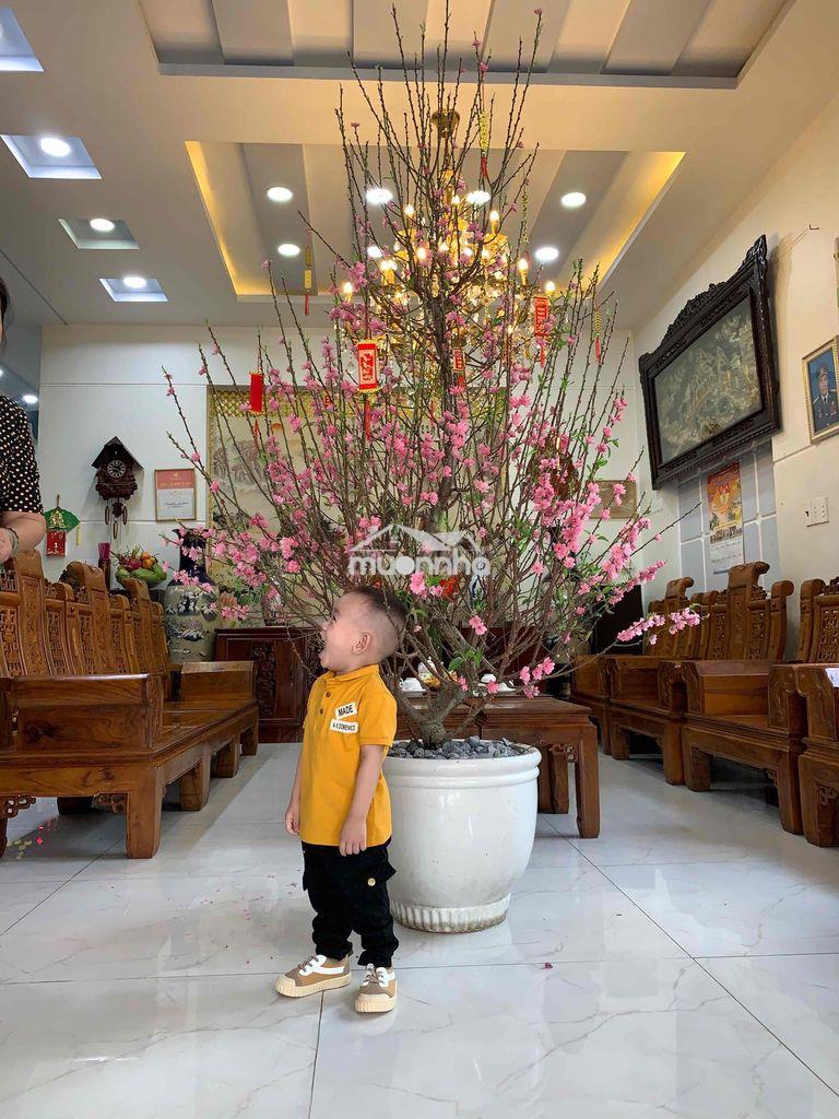 Biệt thự và dãy nhà trọ - 4