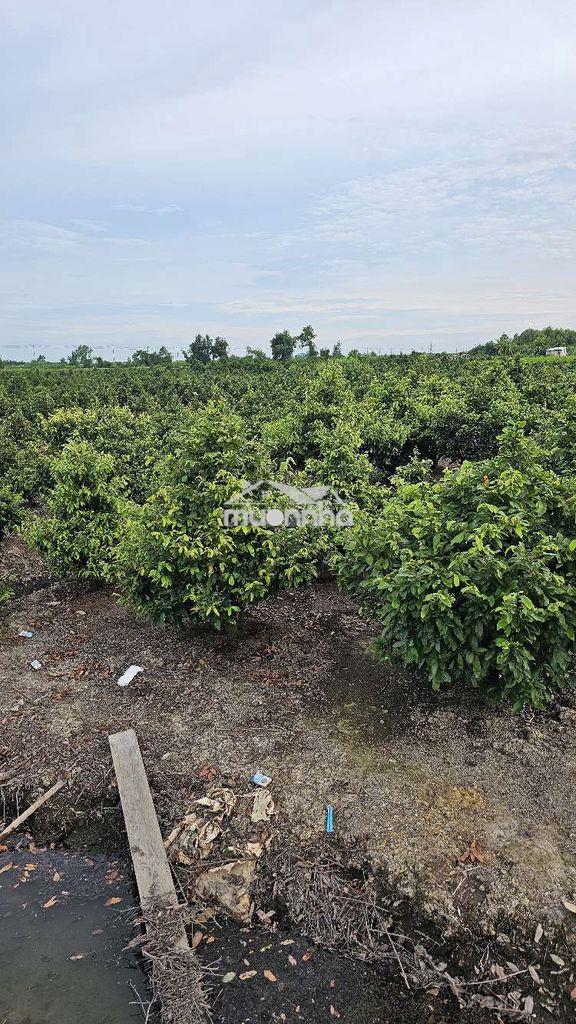 1.000 m2 đất vườn đẹp đường oto - 4