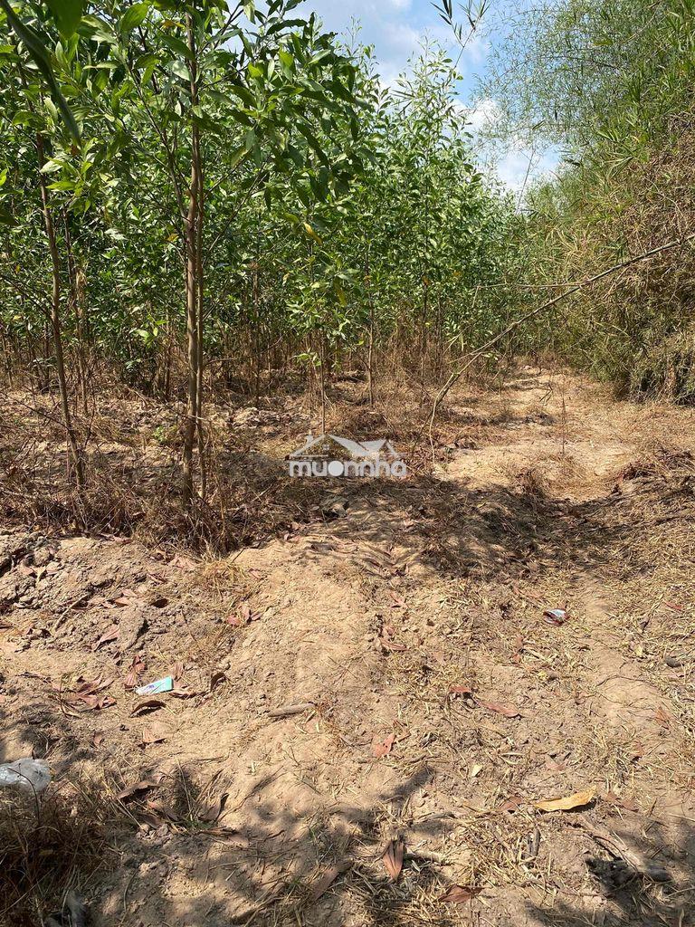 Chỉ 1 t.ỷ cho 8 sào tân xuân – ô tô vào tận đất! - 3