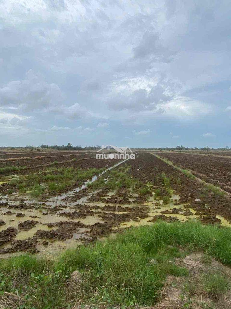 Bán đất ruộng lúa tốt, tài sản để dành - 2