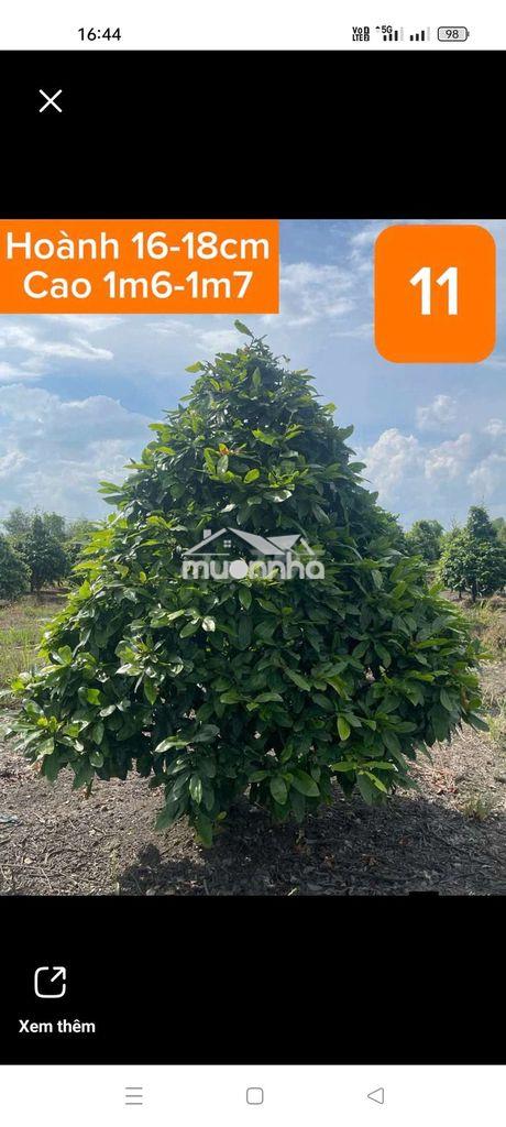 Cho thuê nhà - 2