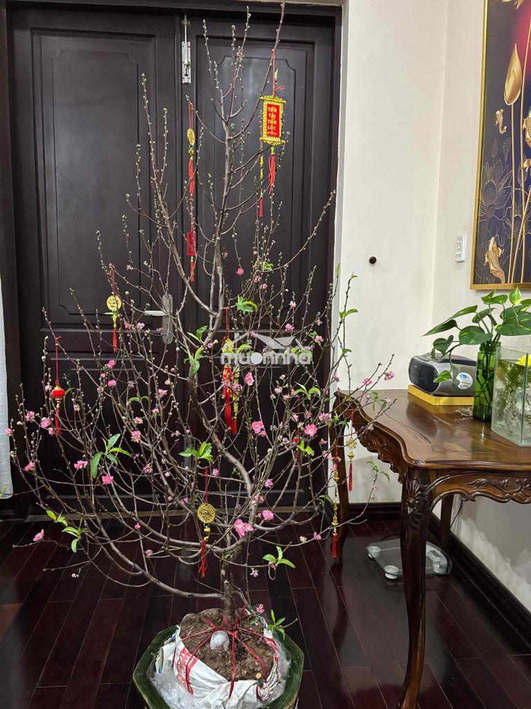 Nhà 3 mặt tiền thoáng mát giá rẽ - 3