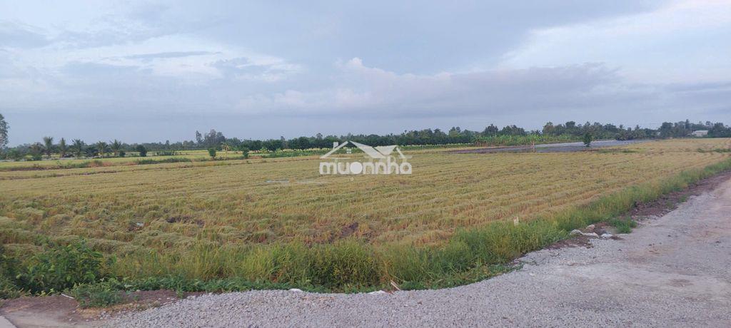 Bán 5 công đất.công tầm lớn - 3