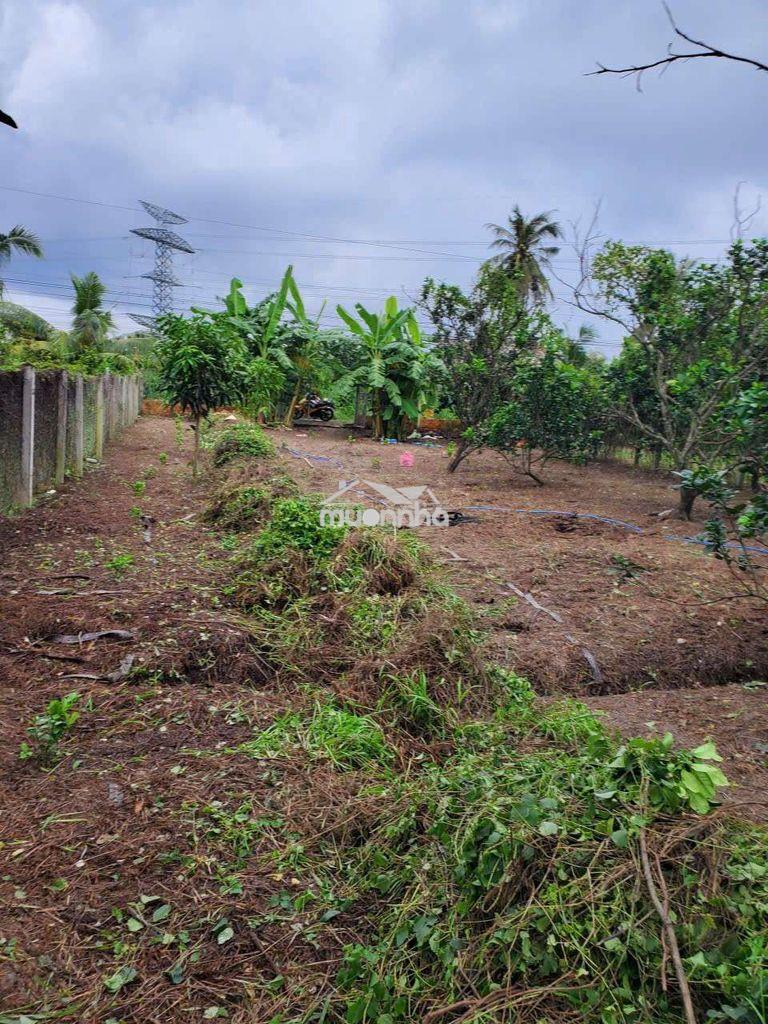 Vũng liêm_xã quới an_bán thửa đất 1300m2 (đất ở+ cln) - 3