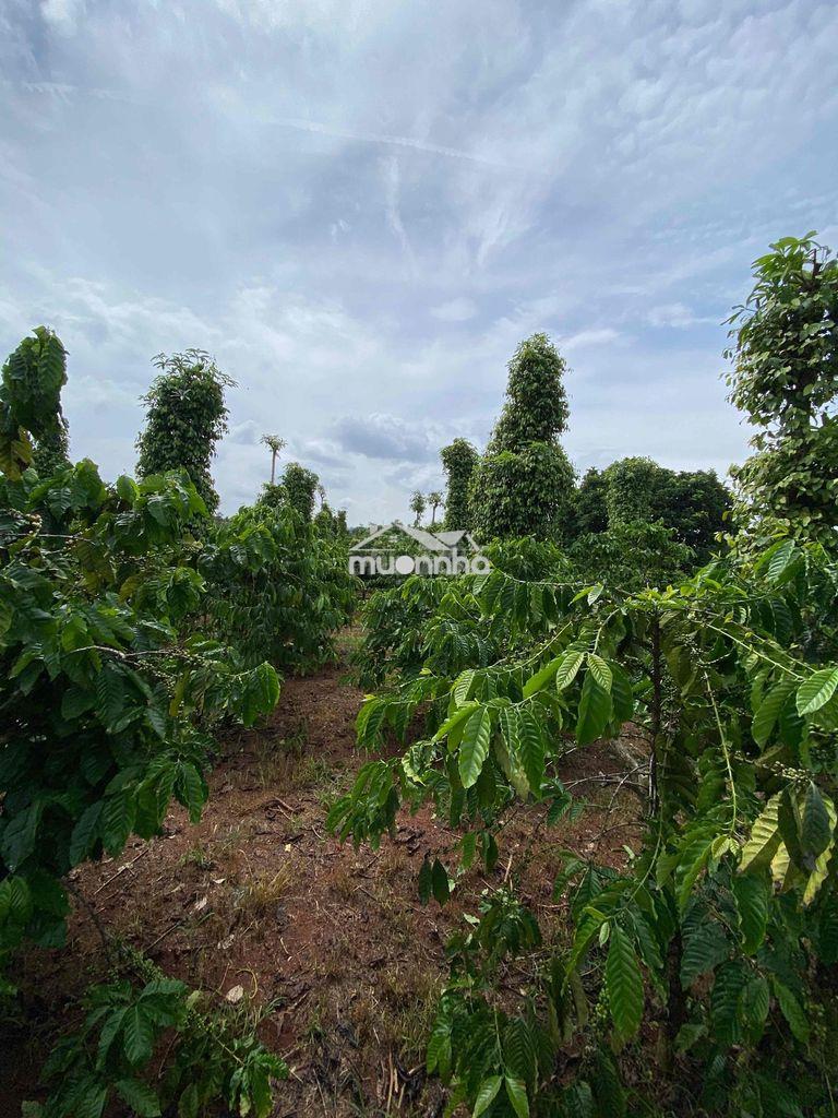 Đất rẫy cư êbur bmt cách ngã 6 9km~ 5 sào - 3