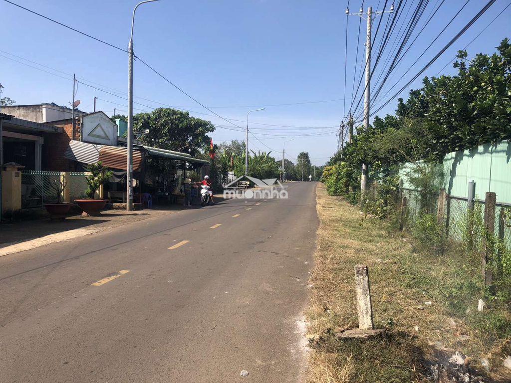 Cc cần bán lô đất trồng cln đẹp – giá đầu tư tại long khánh, đồng nai - 4