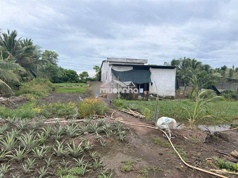 🔥 Bán đất 2 mặt tiền kênh 13 – tân phước, tiền giang 🔥