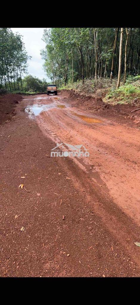 Cần bán 5,6 hecta, 100m mặt tiền. thích hợp làm nhà máy, kho xưởng - 2
