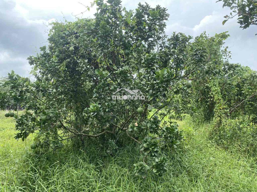 Bán nhanh vườn bưởi mini long nguyên - 2