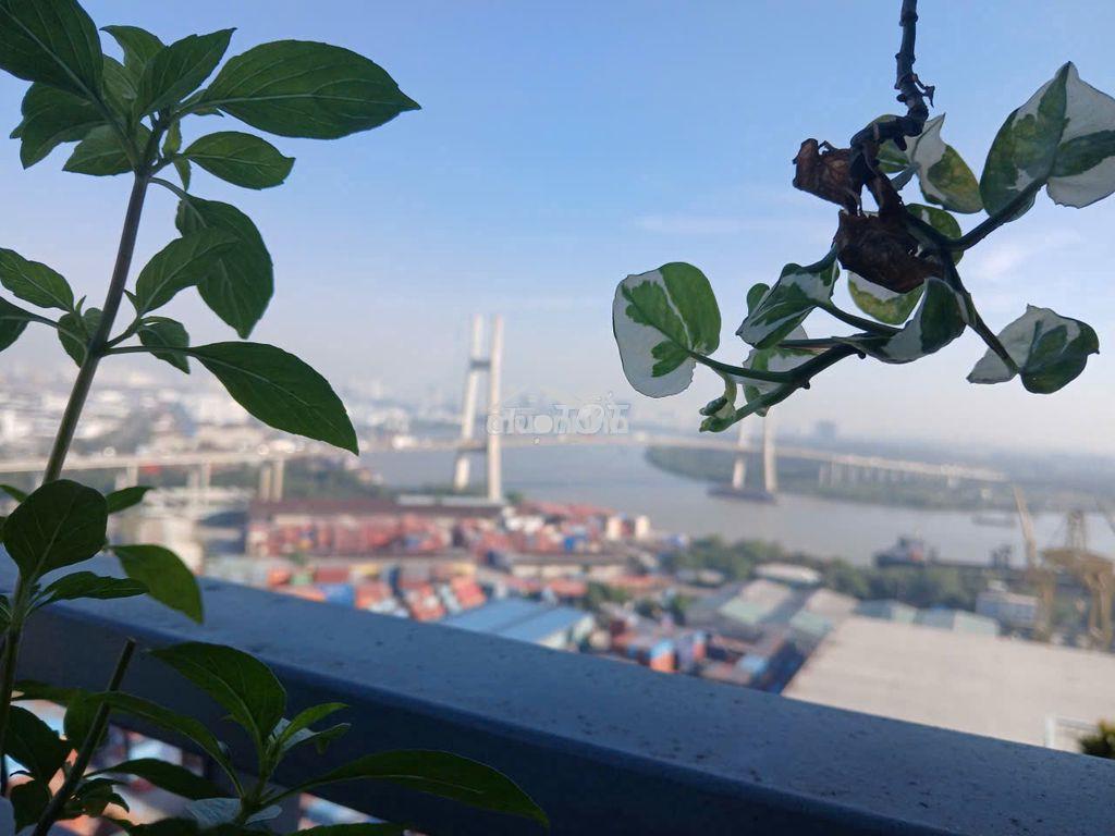 Cho thuê 115m 3pn - giá thuê 12tr - ở liền .chung cư luxgarden quận 7 - Ảnh 2