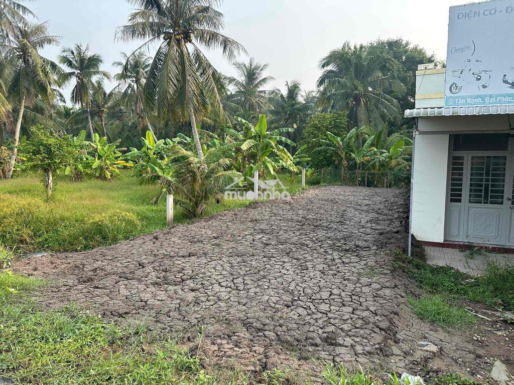Đất trà vinh mặt tiền nguyễn đáng - Ảnh 2