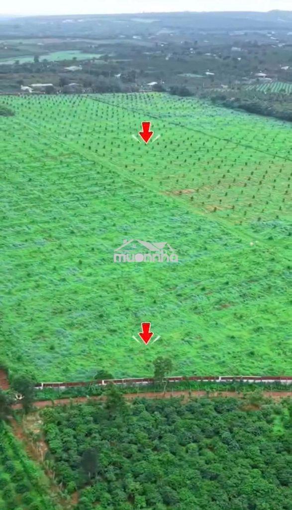 Bán rẫy 18ha sầu riêng tại ia tôr, gia lai - sổ hồng, vườn thu hoạch - Ảnh 3