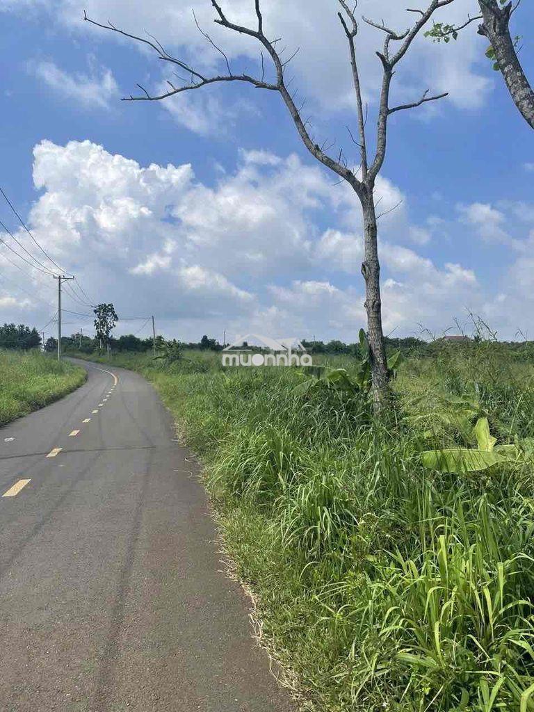 Bán đất hưng thịnh trảng bom - Ảnh 2