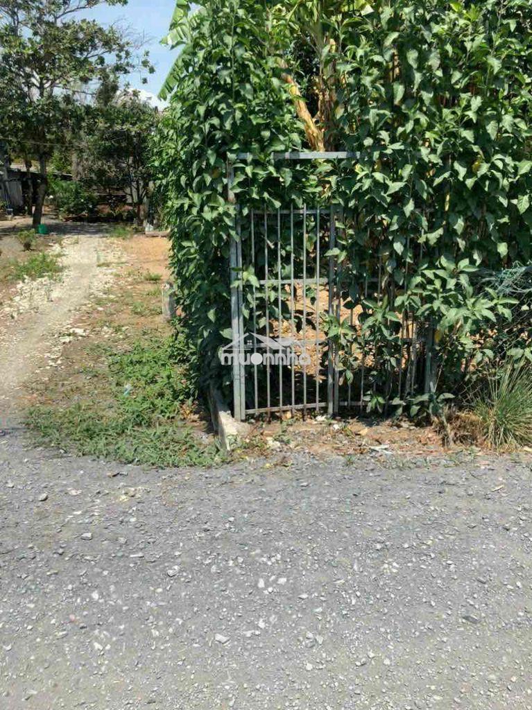 🏡 Đất phong phú – 115m² – giá 1,8 tỷ - Ảnh 4