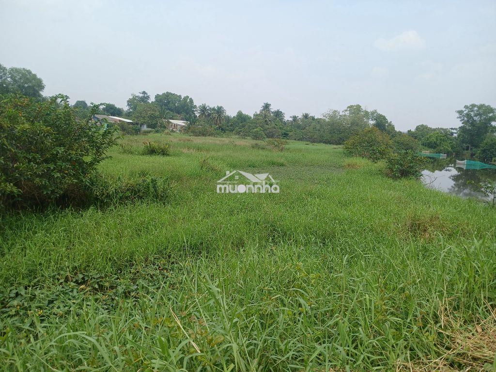 Bán 5000m2 đất nông nghiệp xã hưng long (đa phước) - Ảnh 3