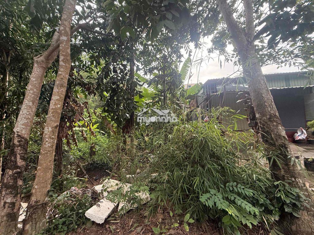 Bán đất quy hoạch tân định ( bến cát ) - Ảnh 2