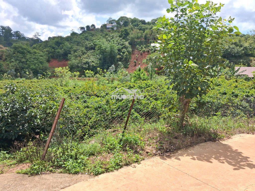 Bán đất vườn café view suối , p xuân trường – đl (sổ hồng chính chủ ) - 4