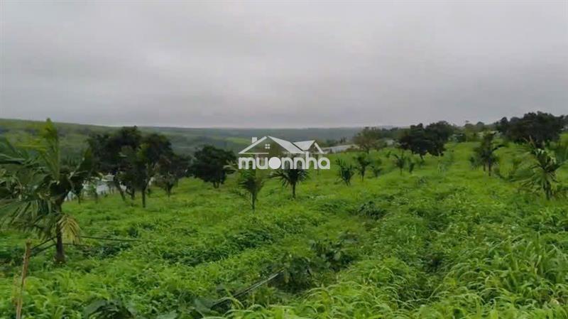 Chuyển nhượng mia farm gia lai 9,6 ha mặt tiền đường nhựa 380m