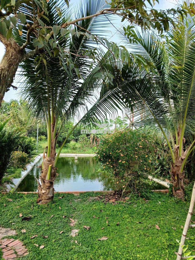 Đất vườn cây trái đang tốt bán nhanh