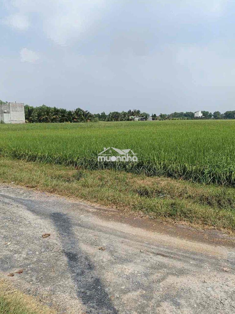 Cần bán đất - Ảnh 4