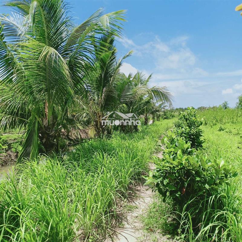Bán 4543 m vuông đất   dự án mở rộng tp rạch giá 
