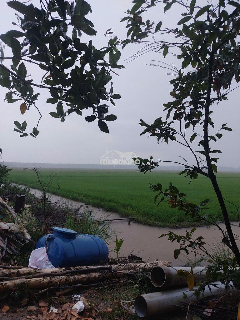 Bán đất ruộng lương an trà, tri tôn, an giang(địa chỉ cũ) - Ảnh 2