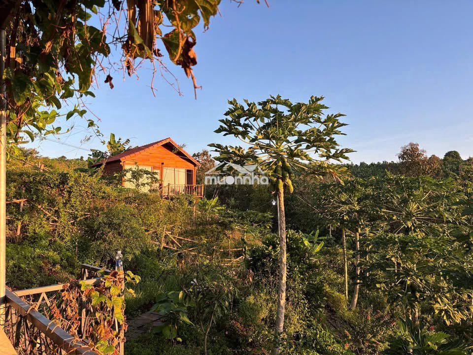 🌿 La ngà – 1.200m² đất vườn gần hồ trị an, chỉ 500 triệu - ht bank - 4