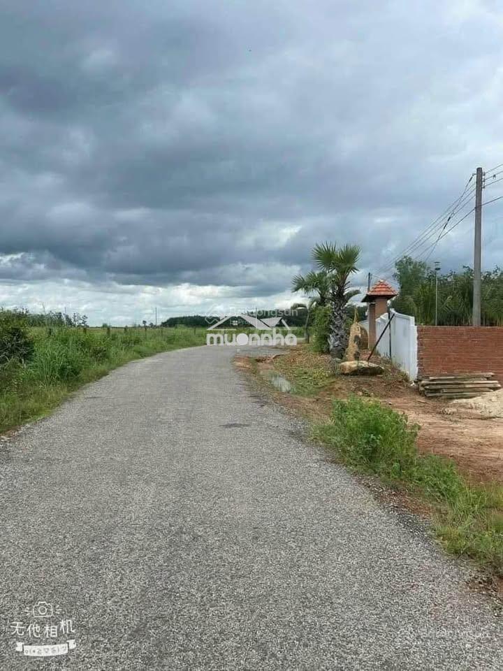 Thanh lý đất đồng phú, ngay cao tốc chơn thành-gia nghĩa,ngang15 - Ảnh 2
