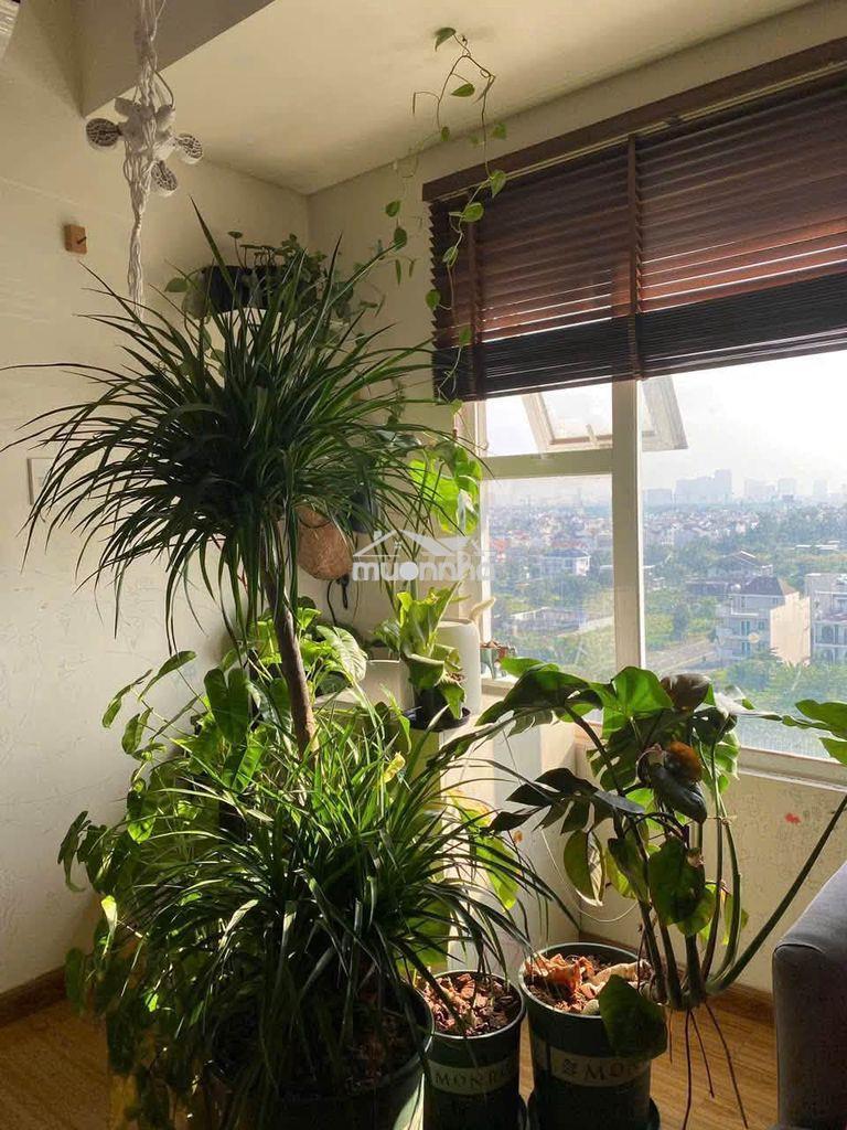 Chính chủ cần bán gấp căn hộ flora fuji - gần ngay bên global city - Ảnh 2