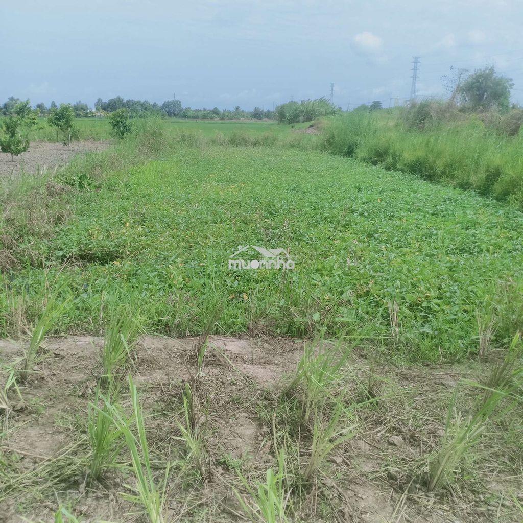 Bán 4543 m vuông đất   dự án mở rộng tp rạch giá  - Ảnh 2