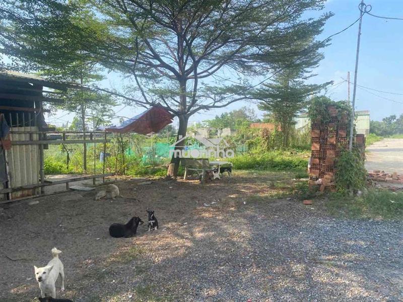 Mt nhị bình 700m2 bùi công trừng 5,5tr/m2