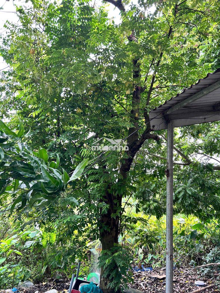 Bán biệt thự lideco hoài đức hà nôi - Ảnh 2